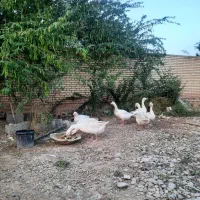 غاز|حیوانات مزرعه|اهواز, اهواز|دیوار