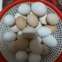 فروش تخم مرغ