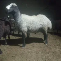 قوچ چال