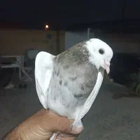 کبوتر طوقی هفت رنگ
