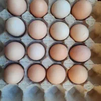 تخم مرغ محلی نطفه دار