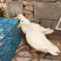 مرغابی