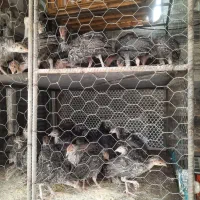 نیم چه بوقلمون درشت ۷۰۰ گرمی دانه‌ای ۸۰۰