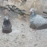 کفتر|پرنده|مشهد, چهنو|دیوار
