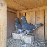 کبوتران فوق پرش باضمانت بازی دار