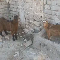 بزغال‌بز بره