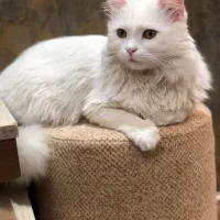 گربه هیمالین
