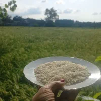 برنج هاشمی شمال