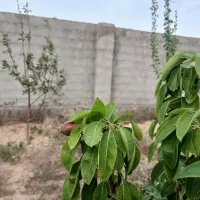 باغ ۵۳۰ متری
