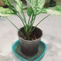 آگلونما ابلق