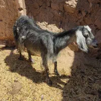 بز فروشی