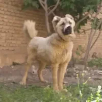 واگزاری سراب زات قدیم