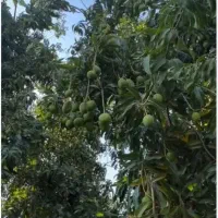 فروش زمین باغی رودخانه زیارتعلی دشت مسافرآباد
