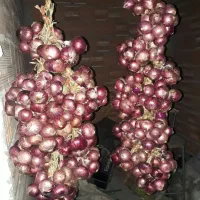 پیاز شیرن و ملس درجه یک باغ خودمون