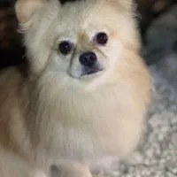 نیازمند سگ ماده برای جفتگیری