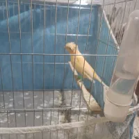 قناری خوشرنگ کاکولی