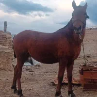 اسب نر|اسب و تجهیزات اسب‌سواری|اردبیل, |دیوار