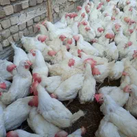 مرغ تخمگذار سفید