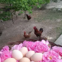 تخم مرغ محلی تازه