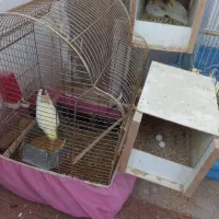 عروس هلندی