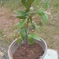 برگ‌بو|گل و گیاه طبیعی|رشت, آتشگاه|دیوار