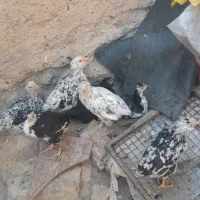 مرغ و واروک
