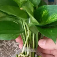 گل فروشی|گل و گیاه طبیعی|تکاب, |دیوار