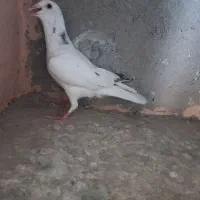 جفت جوجه هفترنگ نر