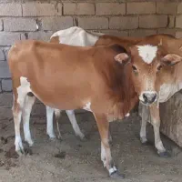 منطقه اهودشت روستای مزرعه ۱ میناو