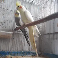 یک جفت عروس هلندی مولد ماده لوتینو