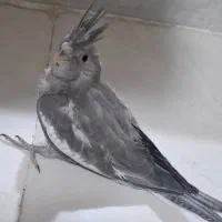 عروس هلندی جفت آلبینو