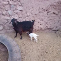 بز با بزغاله ماده