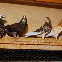 فروش گله کبوتر تایم بالا و نژاد خوب