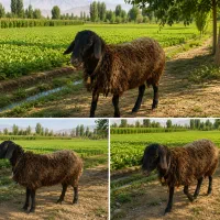 گوسفند زنده