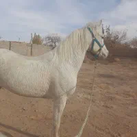 اسب نریان سفید