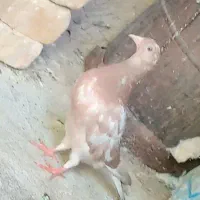 کفتر