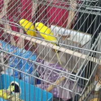 یک جفت مرغ عشق زرد چشم شرابی