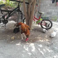 مرغ و خروس