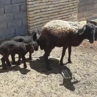 میشه زایده