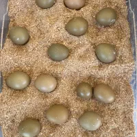 تخم مرغ آمریکایی