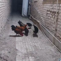 مرغ و خروس