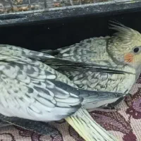 جوجه عروس هلندی
