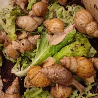 حلزون آچاتینا