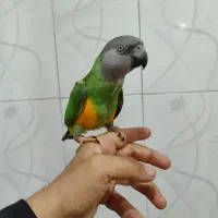 طوطی سنگال حلقه پا فول دستی