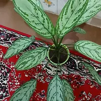 گل های زیبا|گل و گیاه طبیعی|ایذه, |دیوار