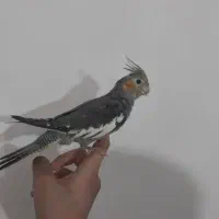 عروس هلندی دستی