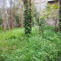 اجاره-باغ-بر-بلوار-اصلی-شهر-مناسب-مشاغل-مختلف