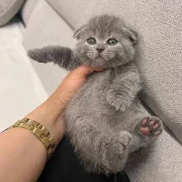 بچه گربه اسکاتیش بریتیش گوگولی