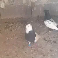 طوق سیاه نر