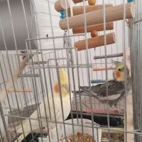 عروس هلندی جفت سالم وسرحال